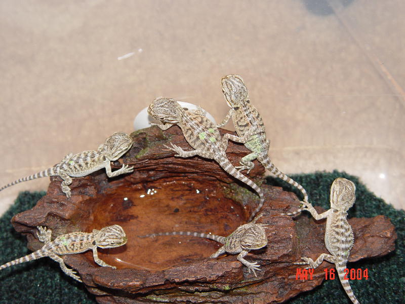 3 sets of twins