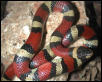 L.t.amaura (Grimes County)