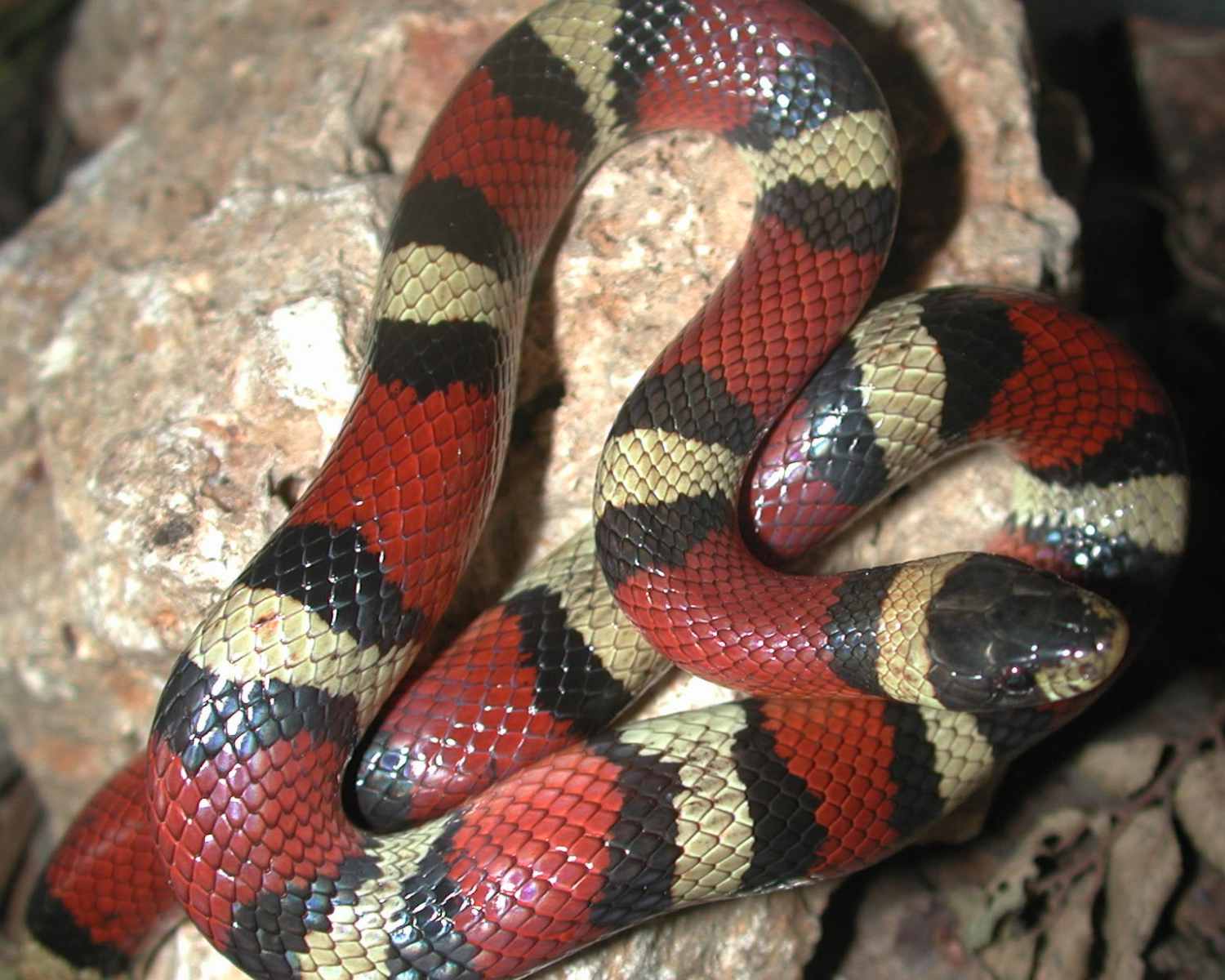 L.t.amaura (Grimes County)