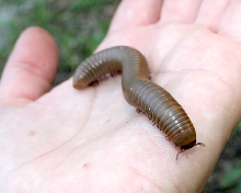 Narceus americanus