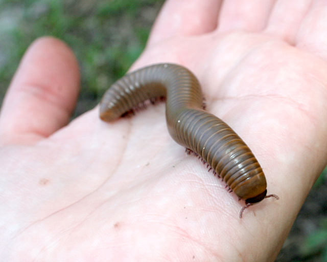Narceus americanus