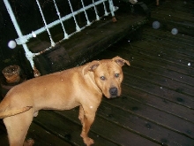 pitbull