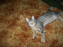 common extra toed cat