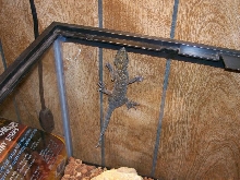 common gecko