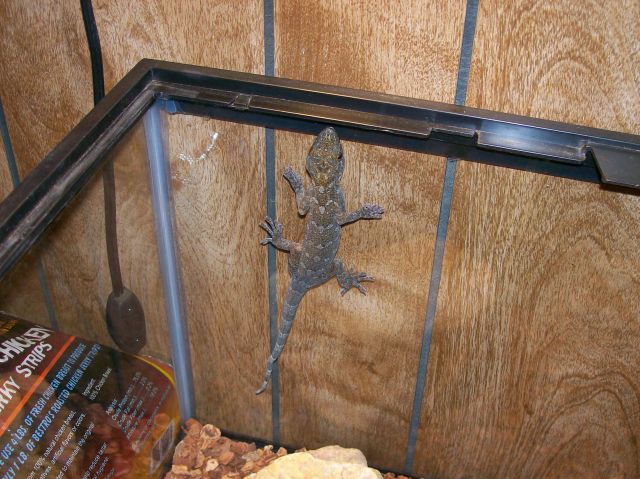 common gecko