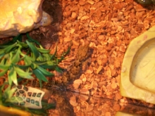 Horned Gecko