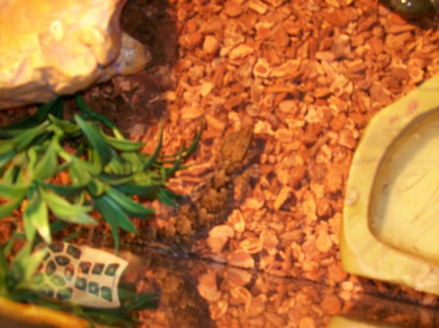 Horned Gecko