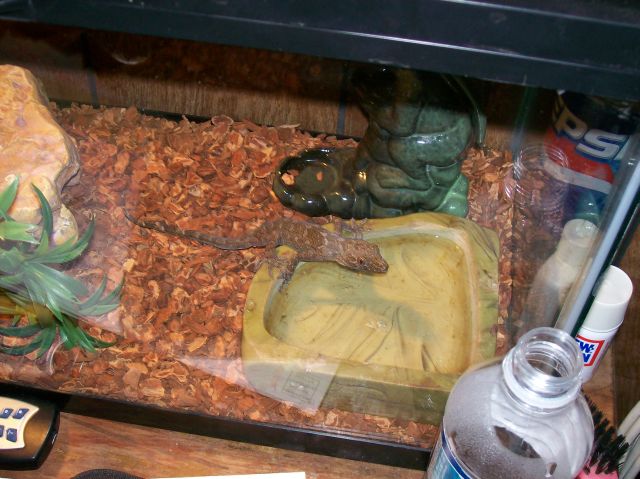 common gecko