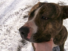 pitbull