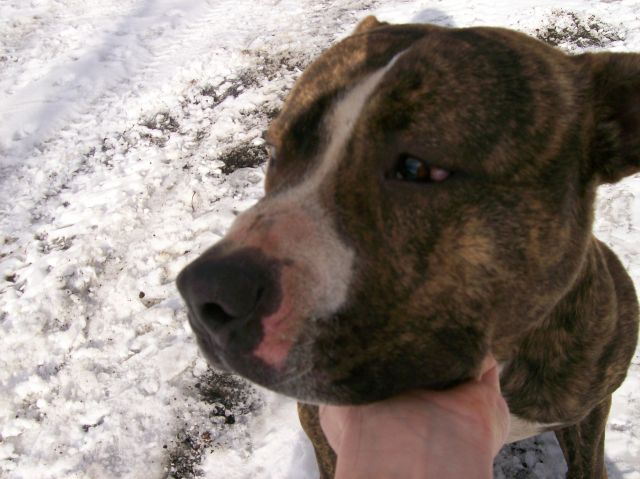 pitbull