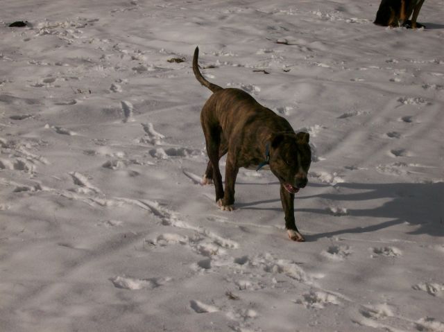 pitbull