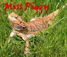 Miss Piggy