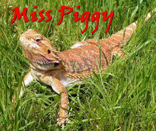 Miss Piggy