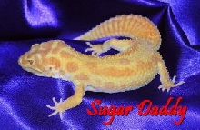 APTOR Male