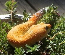 Sunny