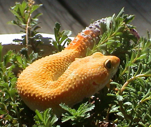 Sunny