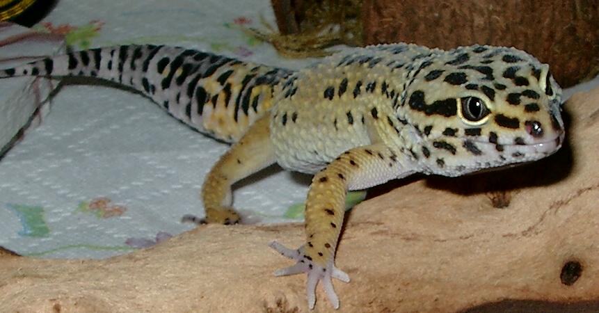 Mordrid