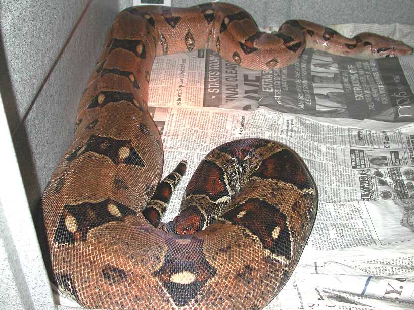 Gravid Pastel Boa