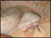 Albino 02