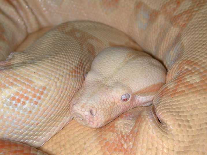 Albino 02