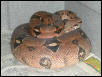Gravid Pastel