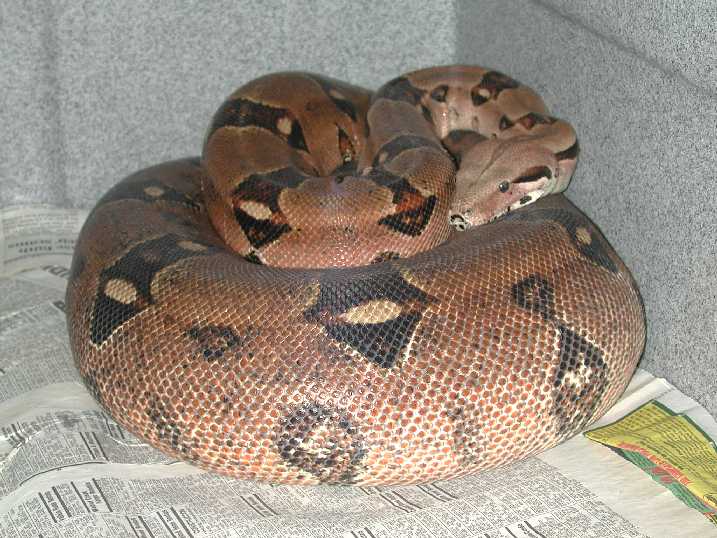 Gravid Pastel