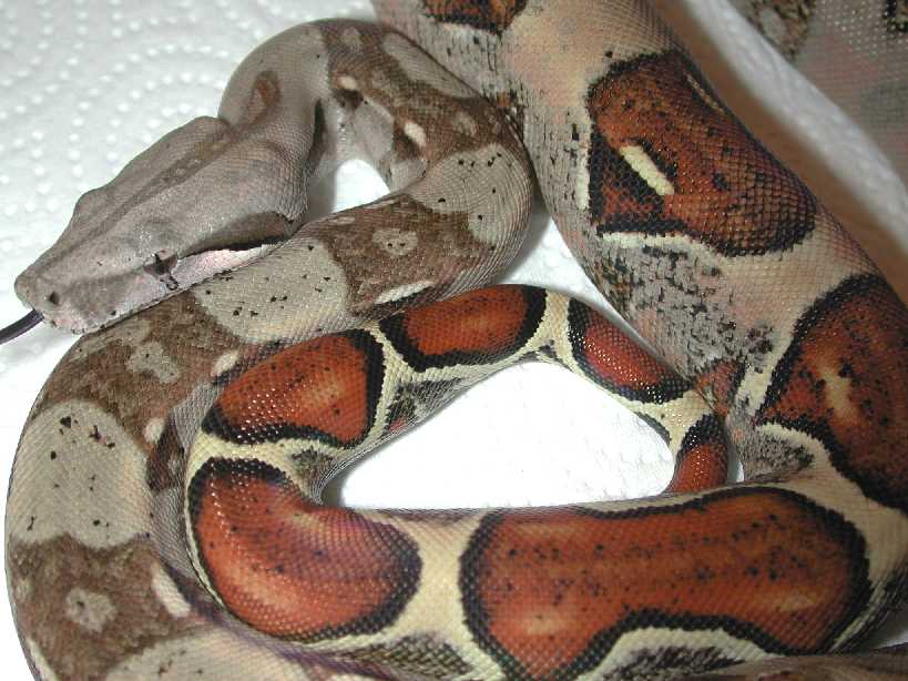 Basically Boas 01 Screamer