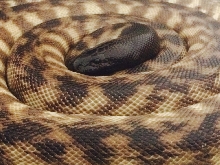 Blackheadpython adult
