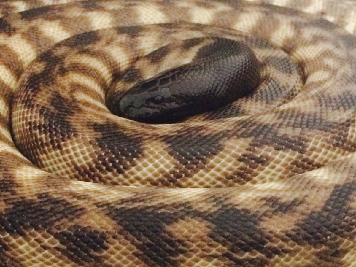 Blackheadpython adult