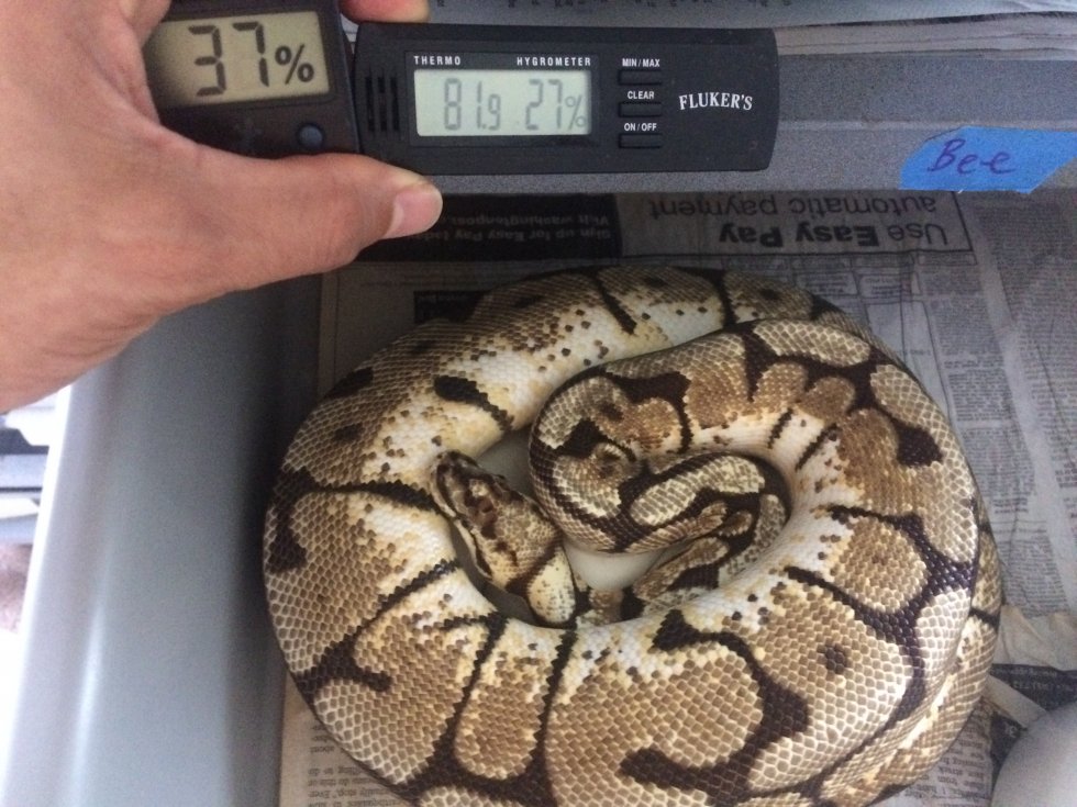 Maternal incubation bal python eggs