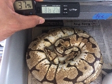 Maternal incubation bal python eggs