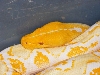 yellowhead