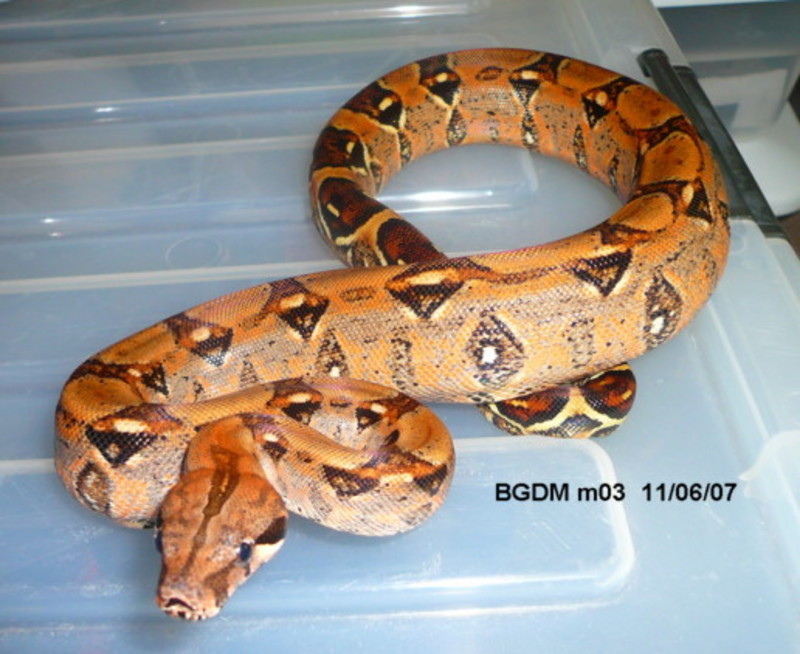 BGDM male 03