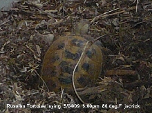 Russian Tortoise laying