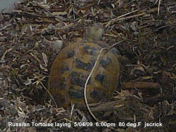Russian Tortoise laying