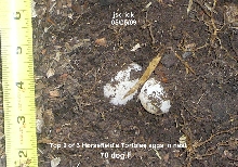 Horsefield's Tortoise nest
