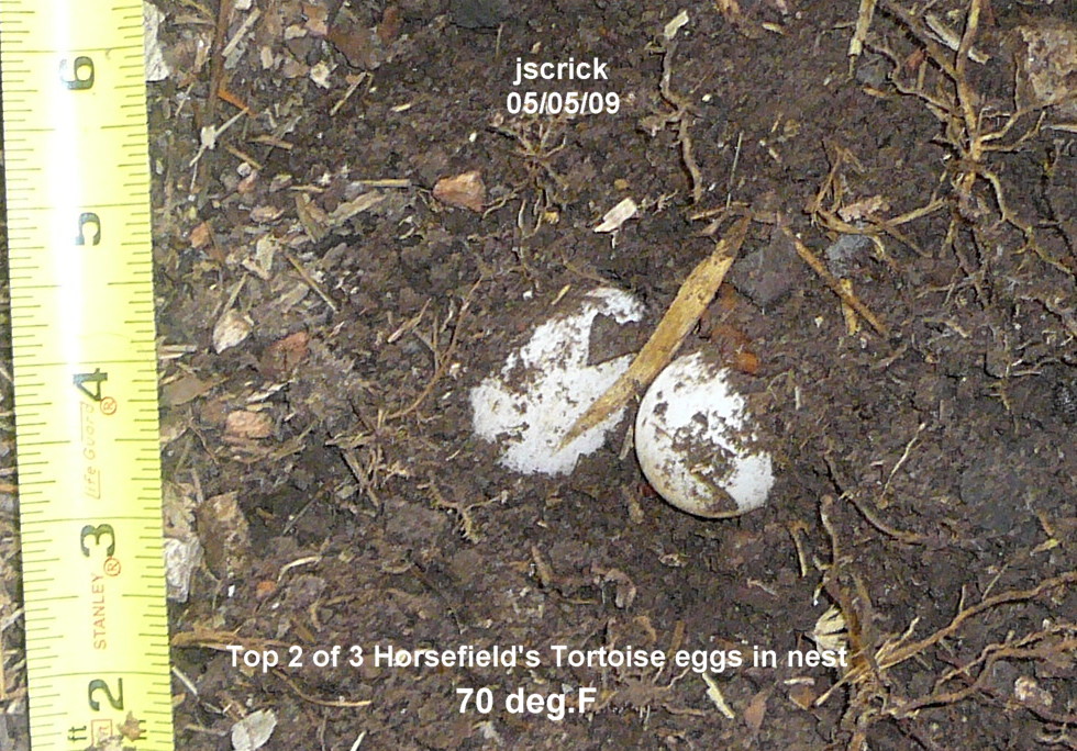 Horsefield's Tortoise nest