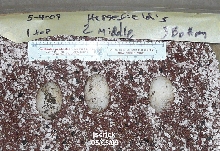 Horsefield's Tortoise eggs