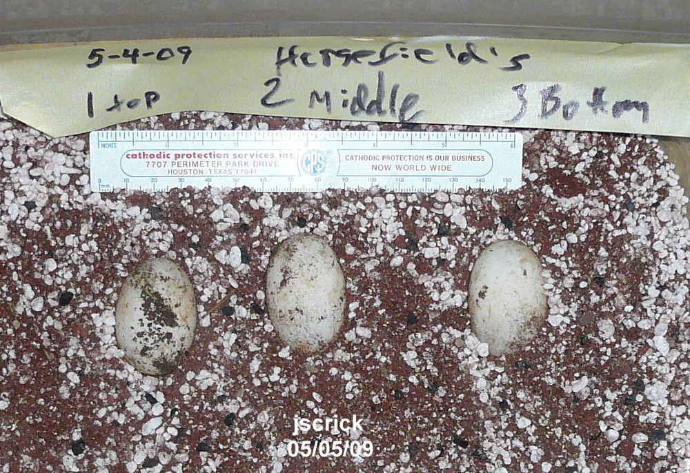 Horsefield's Tortoise eggs