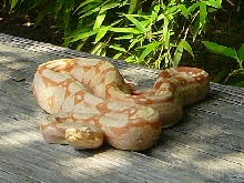 Albino 25% Argentine