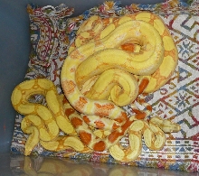 Albino Boas