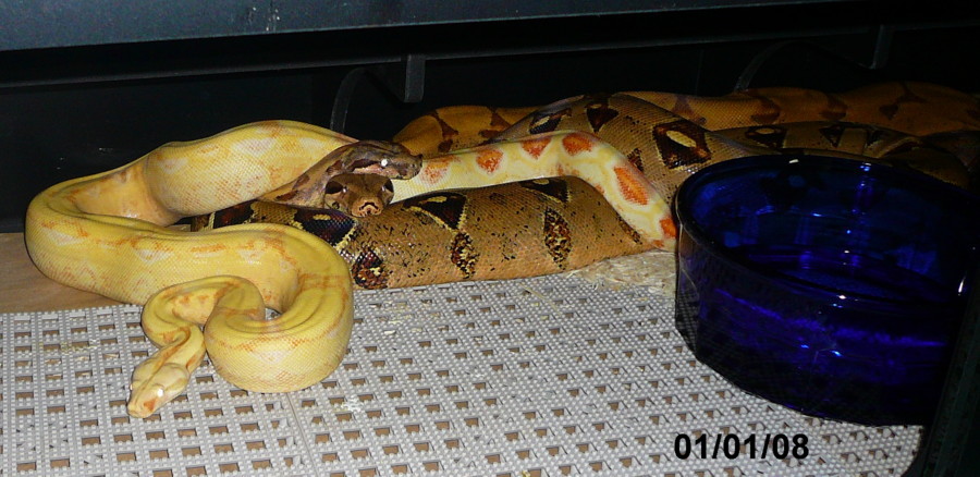 hopeful breeders