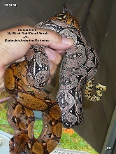 Comparison Photo