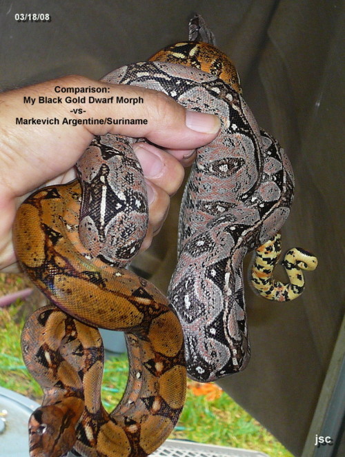 Comparison Photo