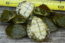Texas River Cooters  2007