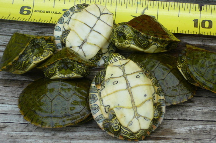 Texas River Cooters  2007