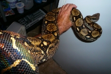 Central American female