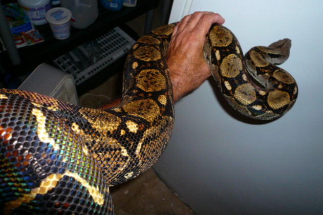 Central American female