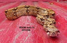 BGDM male 01