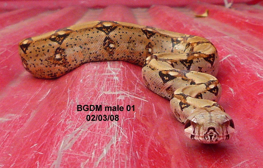 BGDM male 01